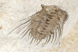 Spiny Trilobite (Kettneraspis) - Black Cat Mountain, Oklahoma #209145-3